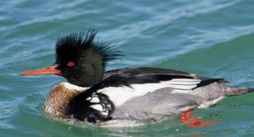 Velký mořský a další druhy mořských ryb